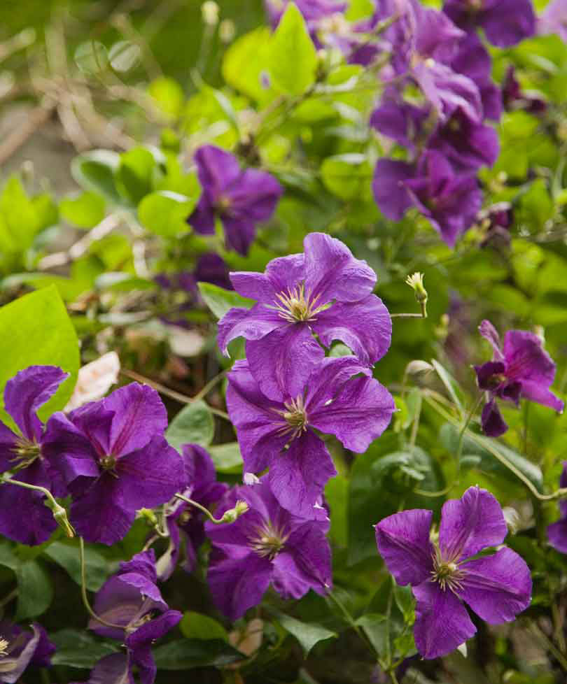 Clematis 'Jackmanii' Purple