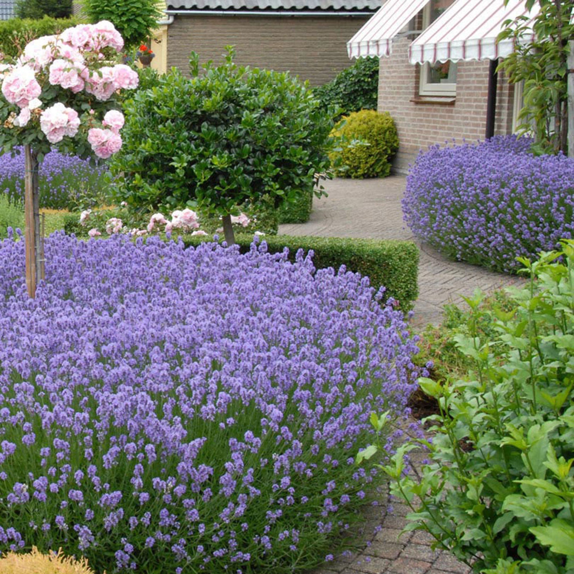 lavender hidcote planting distance 6x Lavender Lavandula 'Hidcote' purple