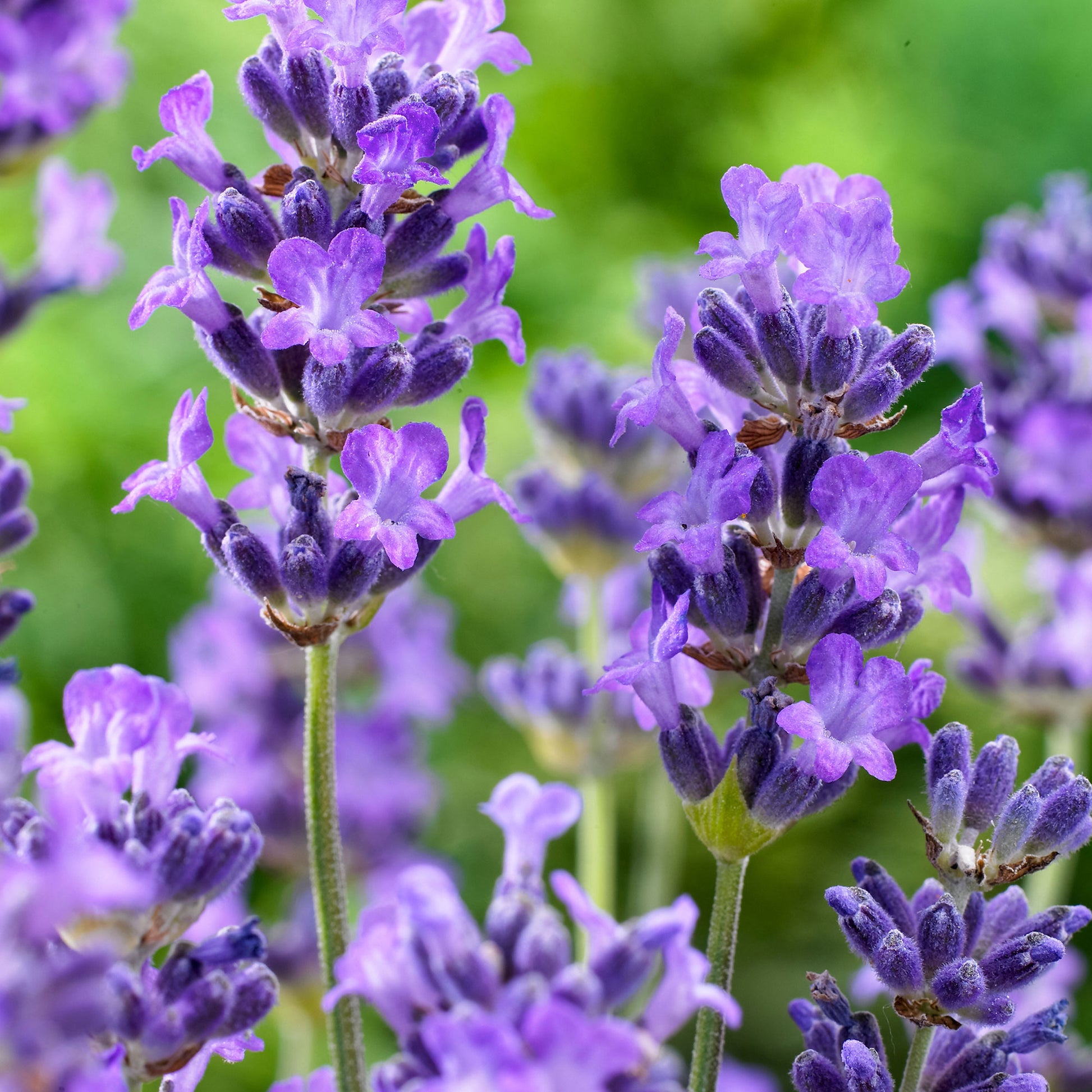 hardy english lavender plants for sale Buy hardy perennial 6x Lavender Lavandula 'Hidcote' purple - Hardy plant