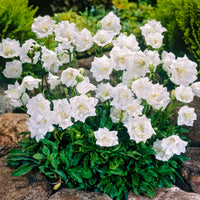 6x  Campanula 'Alba' White - Hardy plant