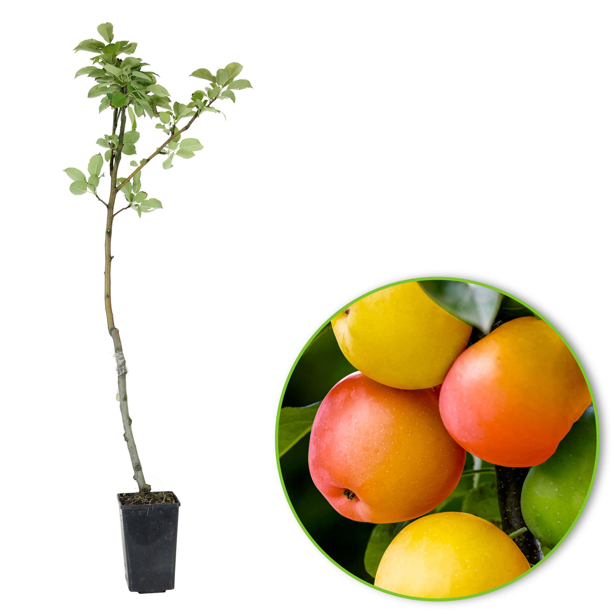 Apple tree ‘Sweet Summer‘ - Hardy plant