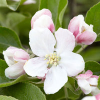 Apple tree Malus 'Elstar' White-Red - Bio - Hardy plant