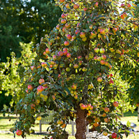 Apple tree Malus 'Elstar' White-Red - Bio - Hardy plant
