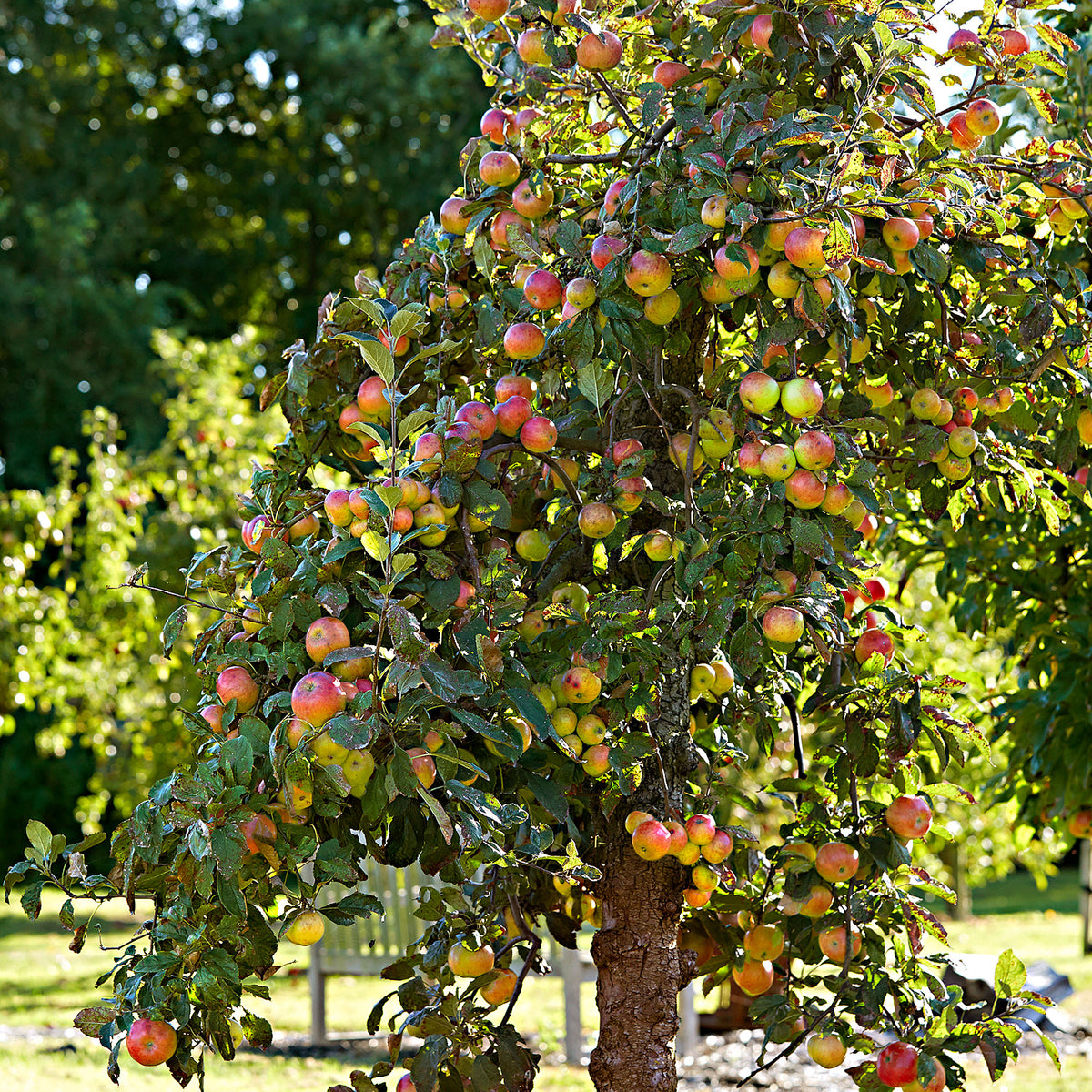 Apple tree Malus 'Elstar' White-Red - Bio - Hardy plant