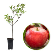 Apple tree Malus 'Elstar' White-Red - Bio - Hardy plant