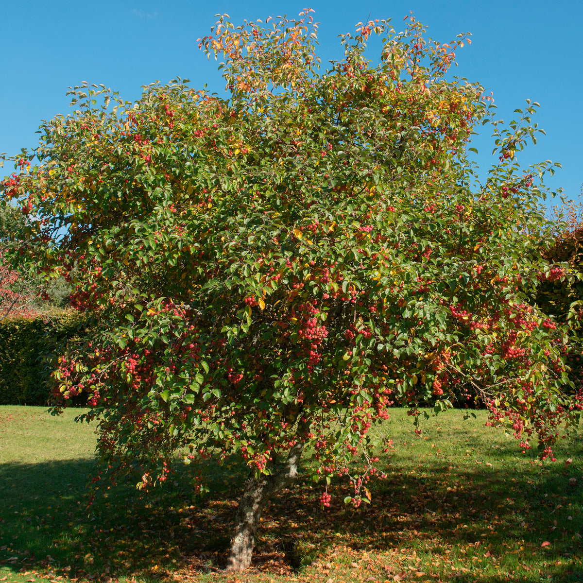 Apple Tree Malus 'Jonagold' - Hardy plant