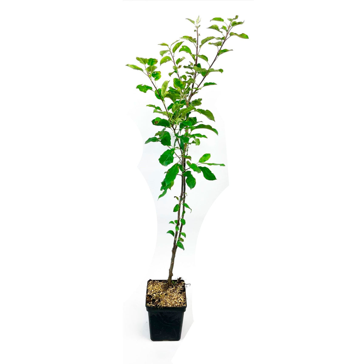 Apple Tree Malus 'Jonagold' - Hardy plant
