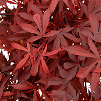 Japanese maple Acer 'Atropurpureum' green-red - Hardy plant