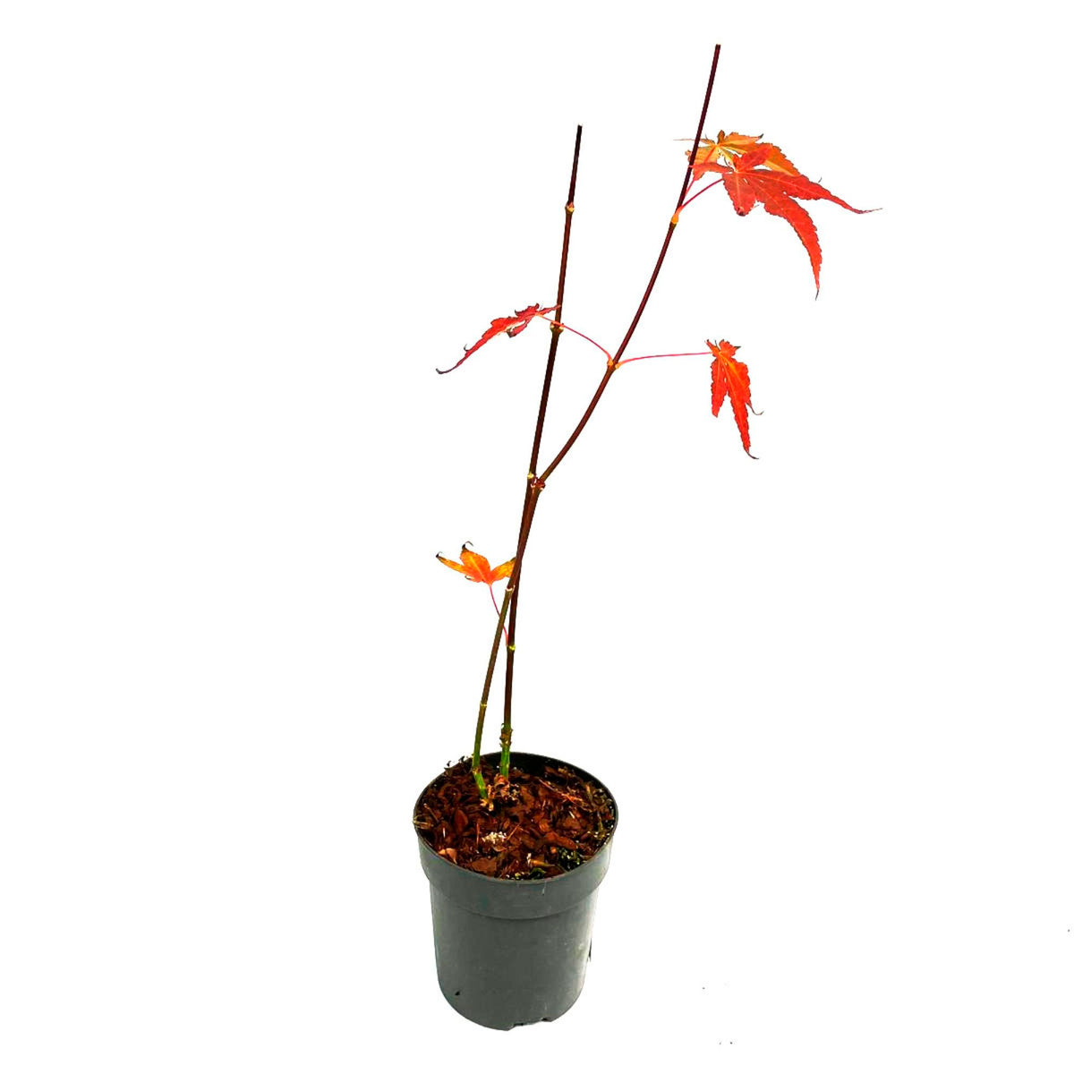 Japanese maple Acer 'Atropurpureum' green-red - Hardy plant