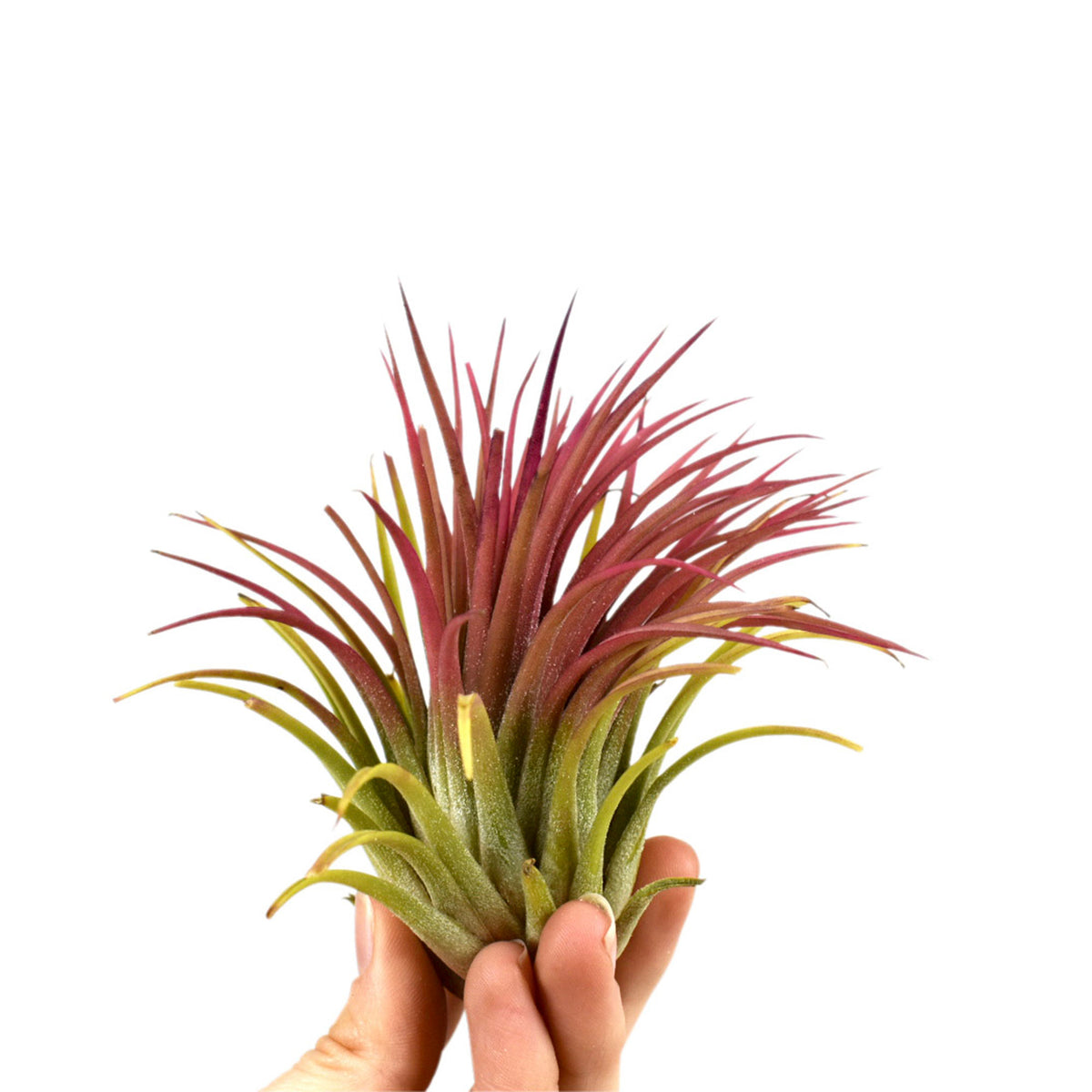 Bromelia Tillandsia ionantha Red