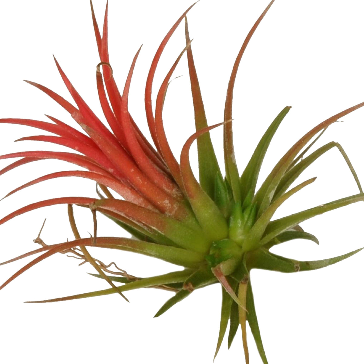 Bromelia Tillandsia ionantha Red