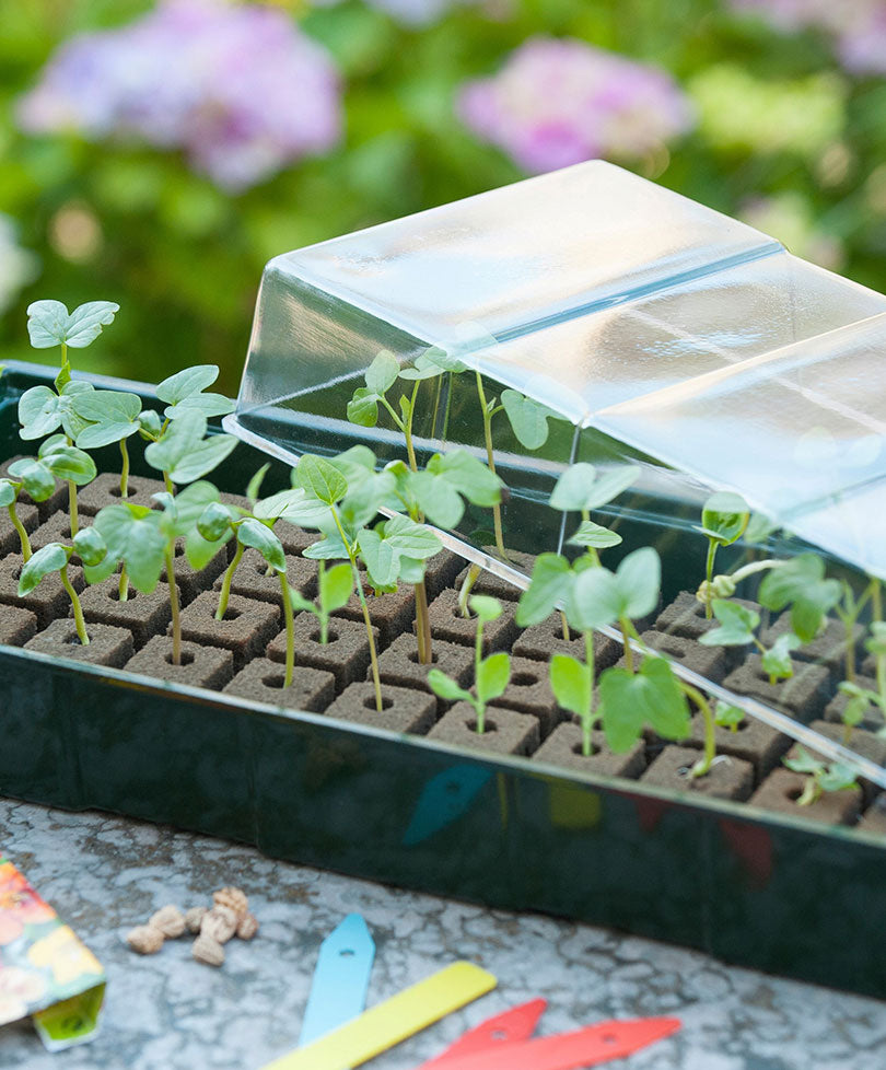 Nature propagator incl. floral foam