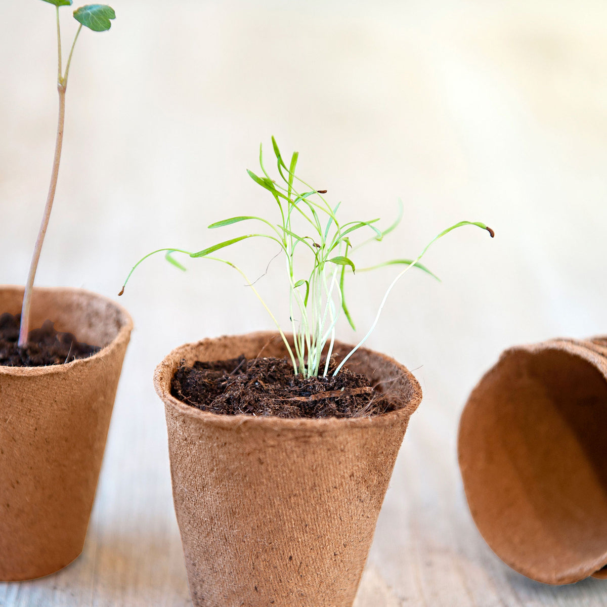 Peat Pots - Nature