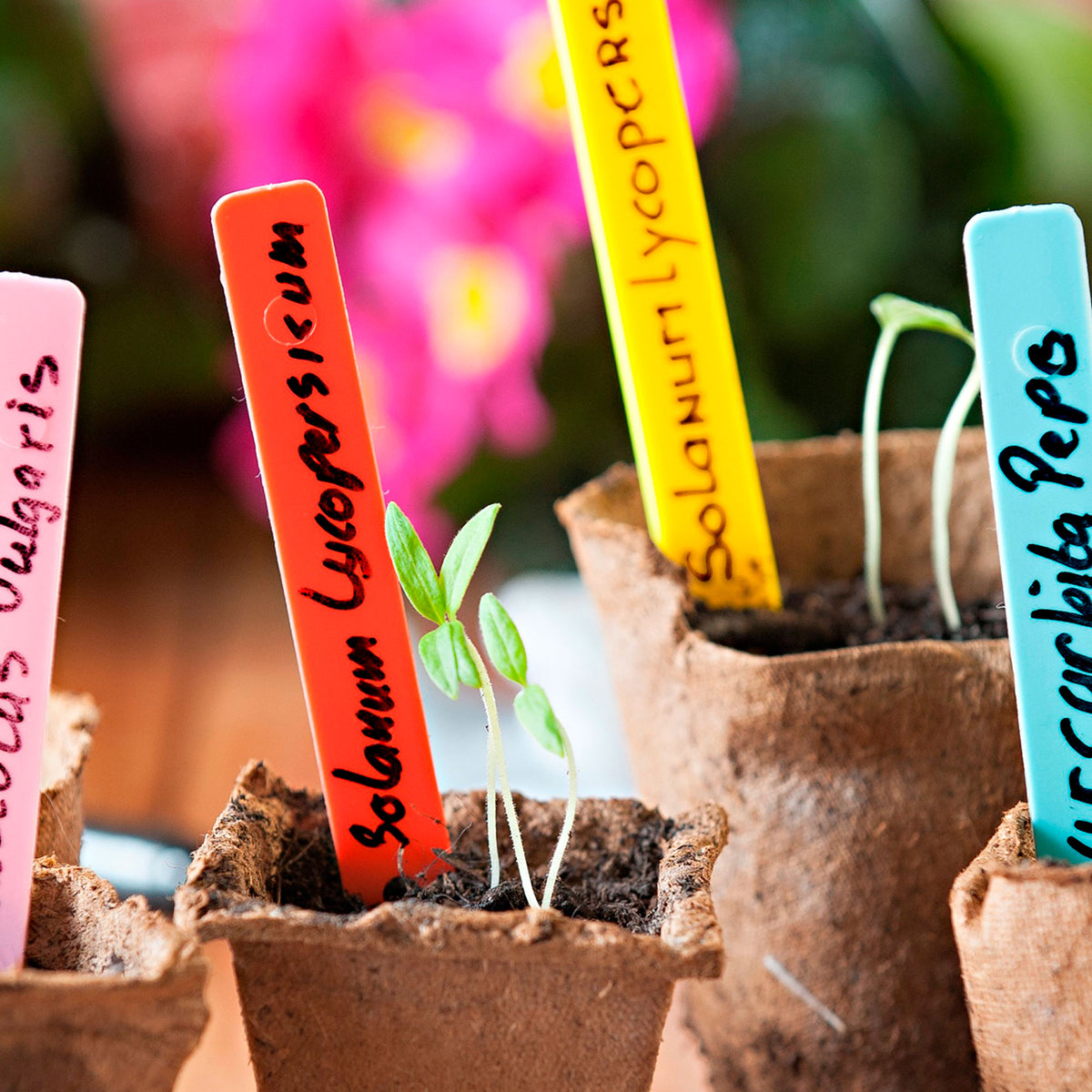 Plant Labels - Nature