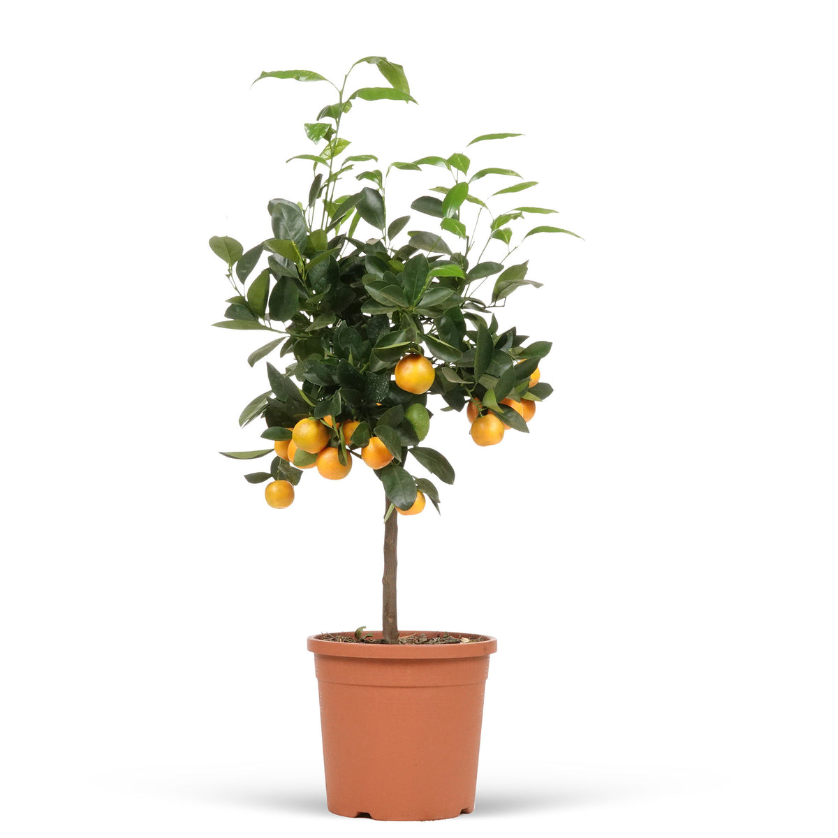 Calamondin tree Citrus mitis 'Calamondin' Orange