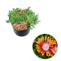3x Livingstone daisy Delosperma 'Fire Spinner' orange-pink - Hardy plant