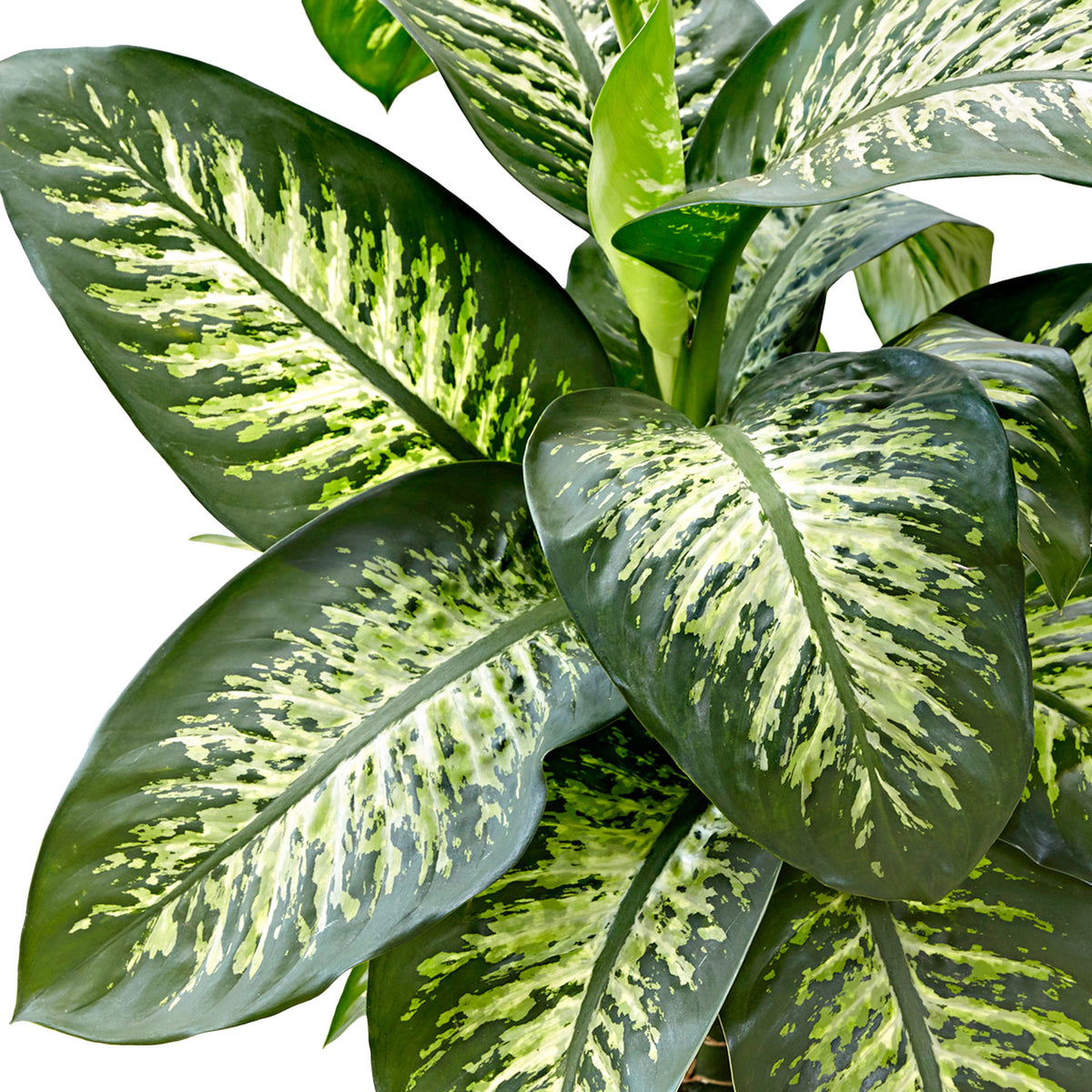 Dieffenbachia 'Tropic Snow' XL