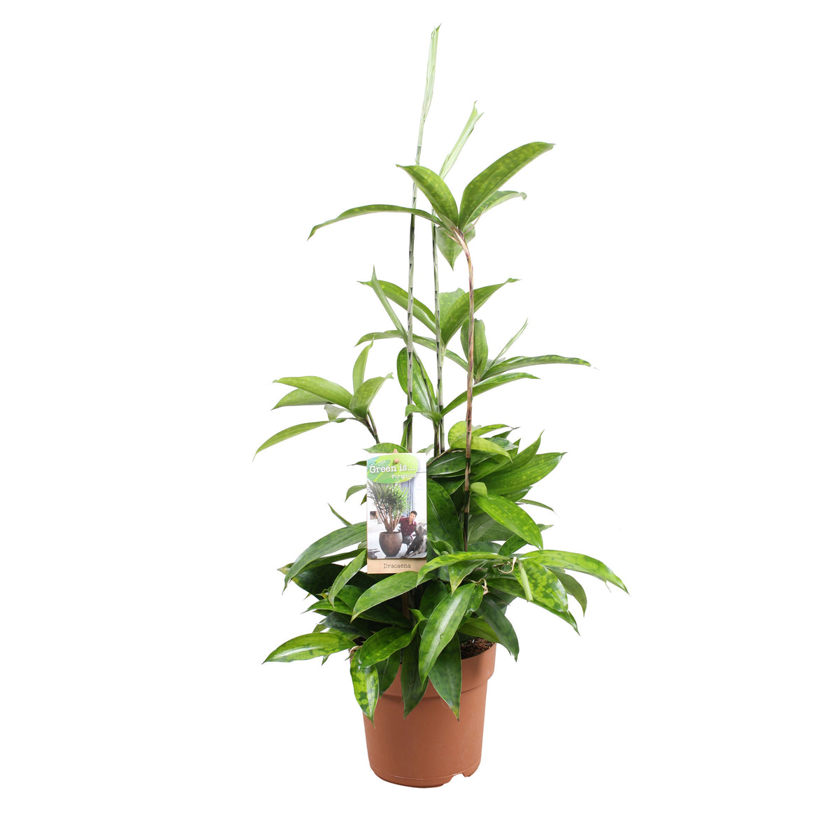 Dragon Tree Dracaena surculosa