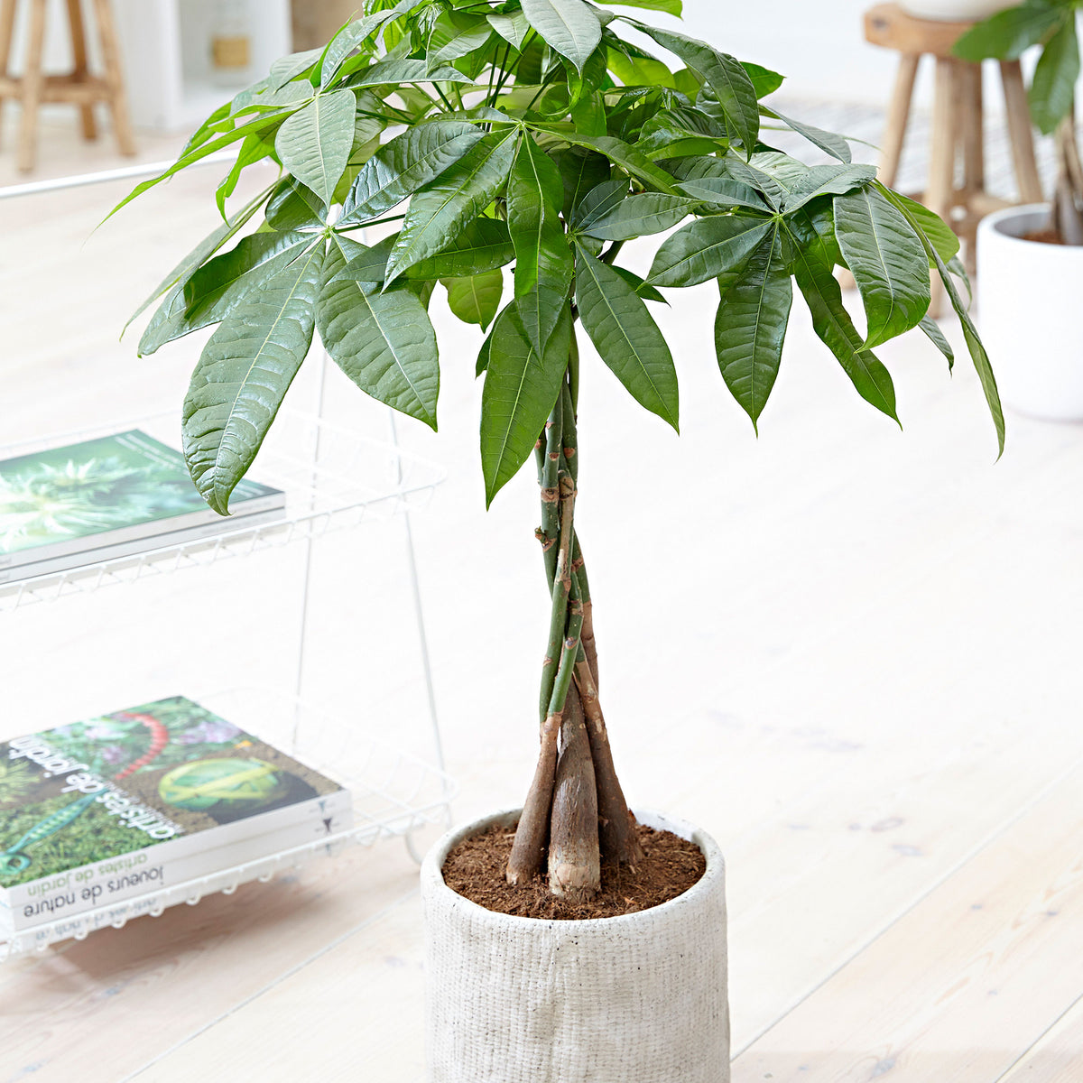 Money tree Pachira aquatica braided stem