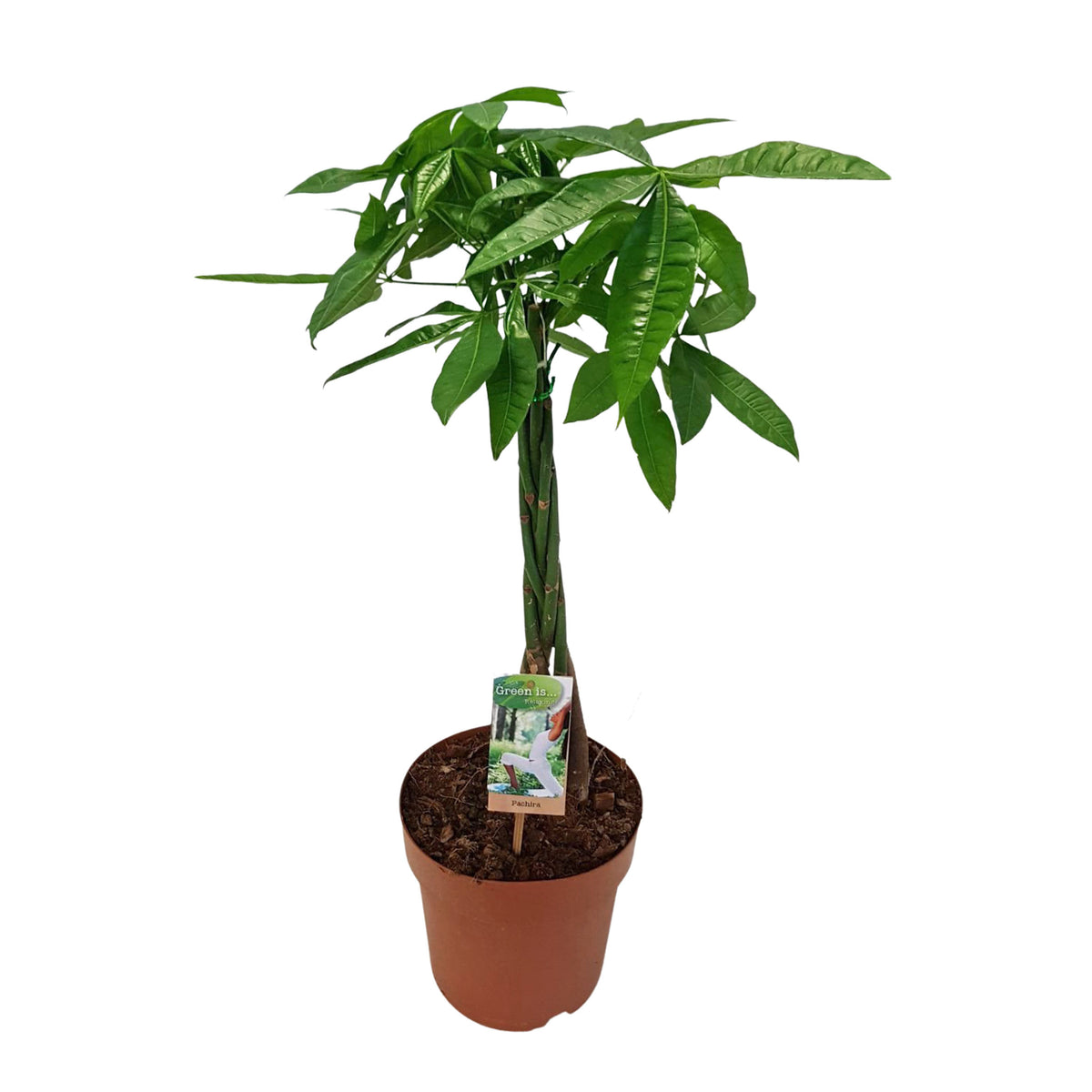 Money tree Pachira aquatica braided stem