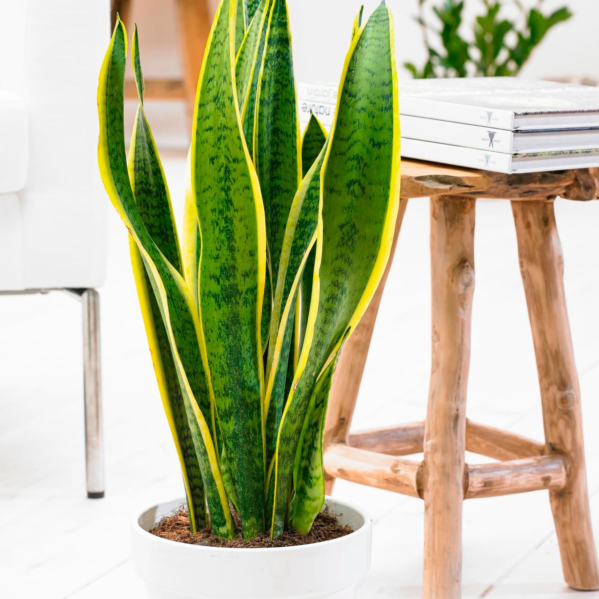 sansevieria xl Snake plant Sansevieria 'Laurentti' XL