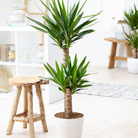 Yucca Yucca elephantipes XL 2 stems