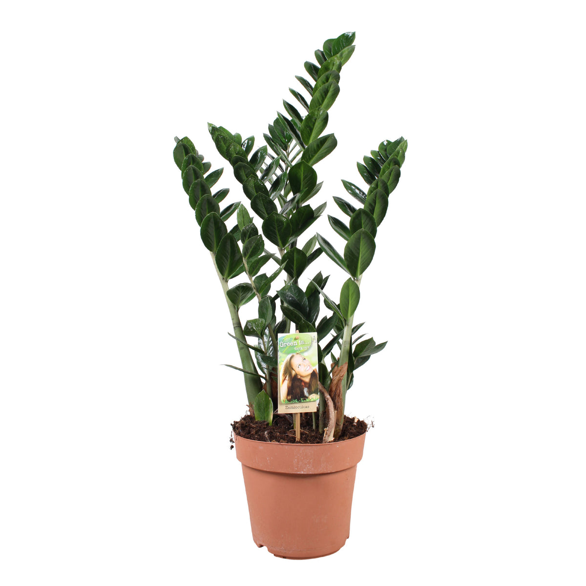 ZZ Plant Zamioculcas zamiifolia
