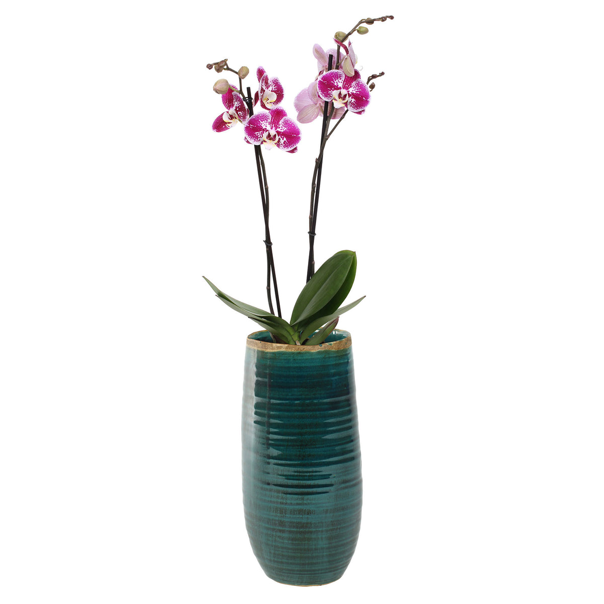 TS Tall flower pot Iris round blue - Indoor pot