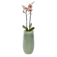 TS Tall flower pot Iris round green - Indoor pot