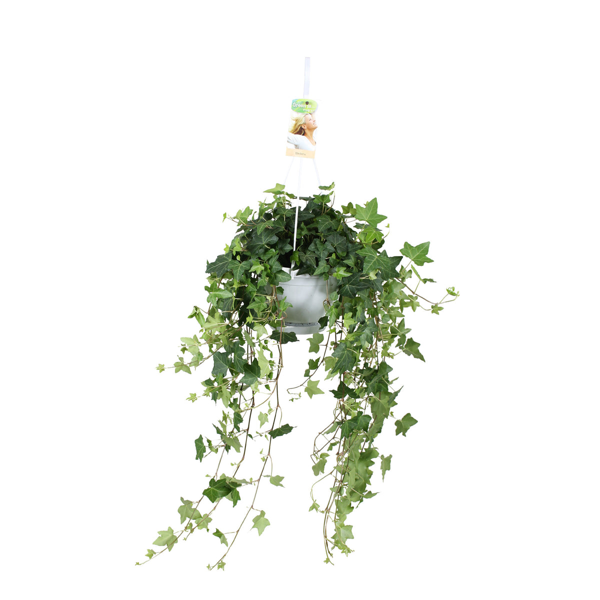 Ivy Hedera 'Pittsburgh'  - Hanging plant