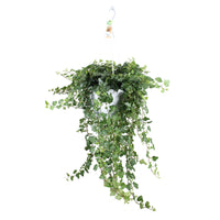 Ivy Hedera 'Wonder'  - Hanging plant