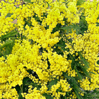 Mimosa Acacia dealbata yellow