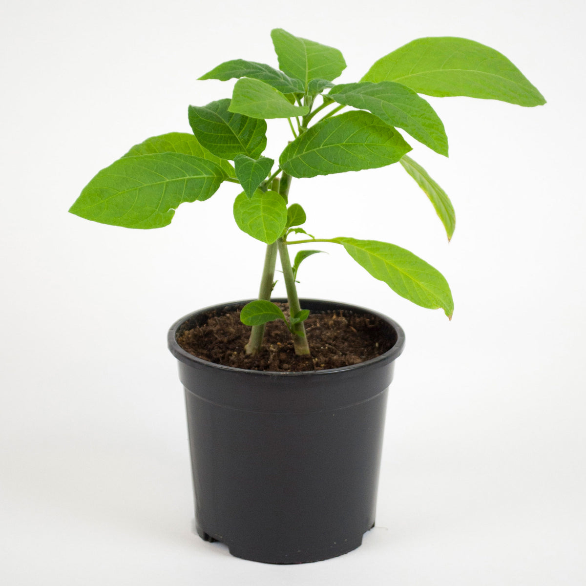Brugmansia 'Twinflowers White'