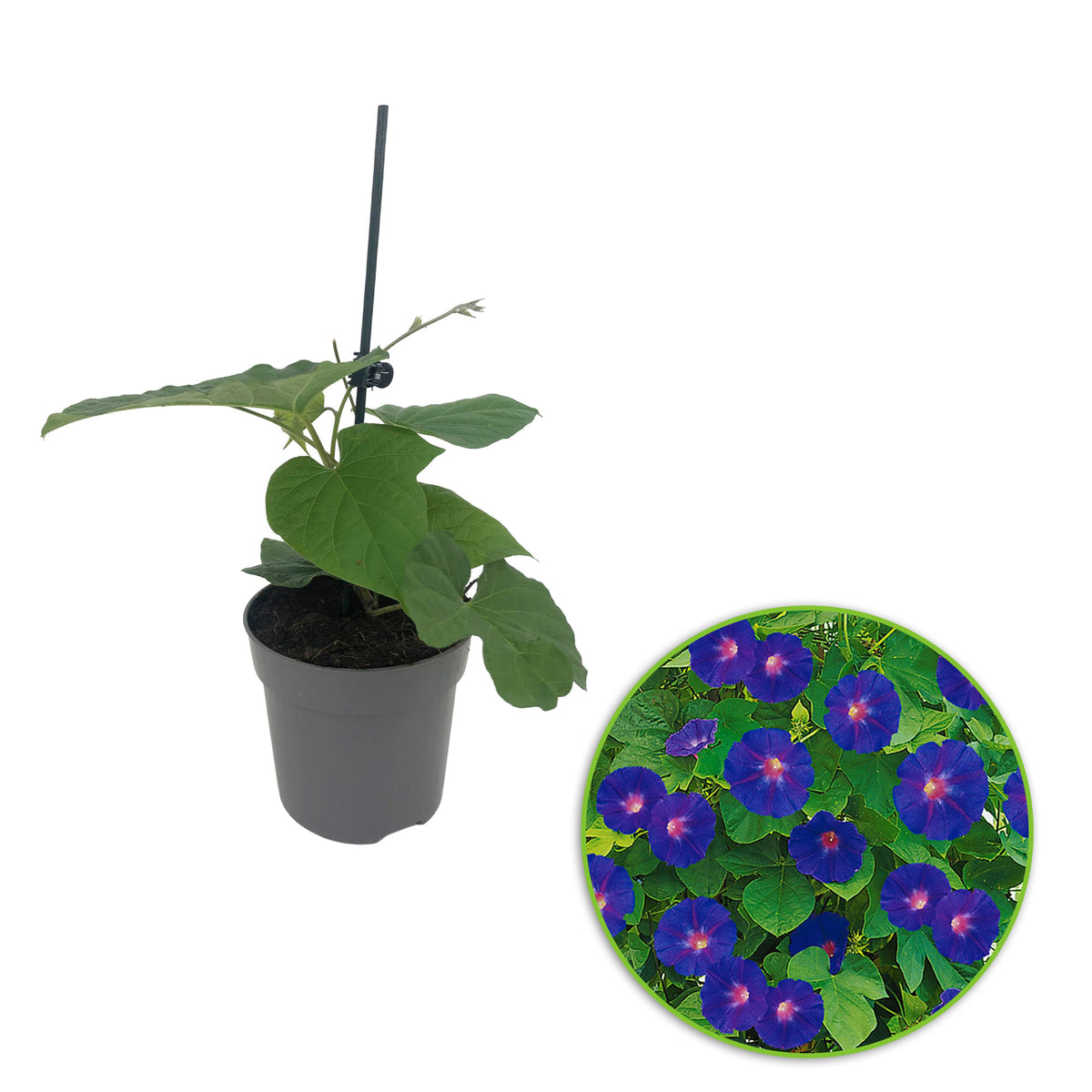 Morning glory Ipomoea purpurea purple