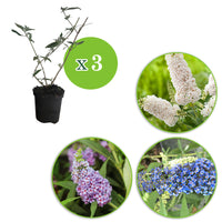 3x Butterfly bush Buddleja 'Lilac Turtle' + 'White Swan' + 'Blue Sarah' blue-purple-white - Hardy plant