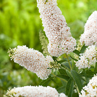 3x Butterfly bush Buddleja 'Lilac Turtle' + 'White Swan' + 'Blue Sarah' blue-purple-white - Hardy plant