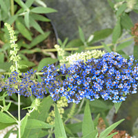 3x Butterfly bush Buddleja 'Lilac Turtle' + 'White Swan' + 'Blue Sarah' blue-purple-white - Hardy plant
