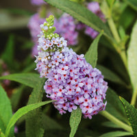3x Butterfly bush Buddleja 'Lilac Turtle' + 'White Swan' + 'Blue Sarah' blue-purple-white - Hardy plant