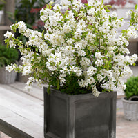 Pearl Bush Exochorda 'Niagara' white - Hardy plant