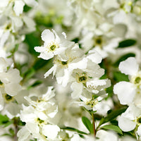 Pearl Bush Exochorda 'Niagara' white - Hardy plant