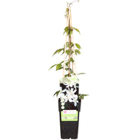 Clematis montana "Grandiflora", White - Hardy plant