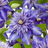 Clematis "Multi Blue", Blue - Hardy plant