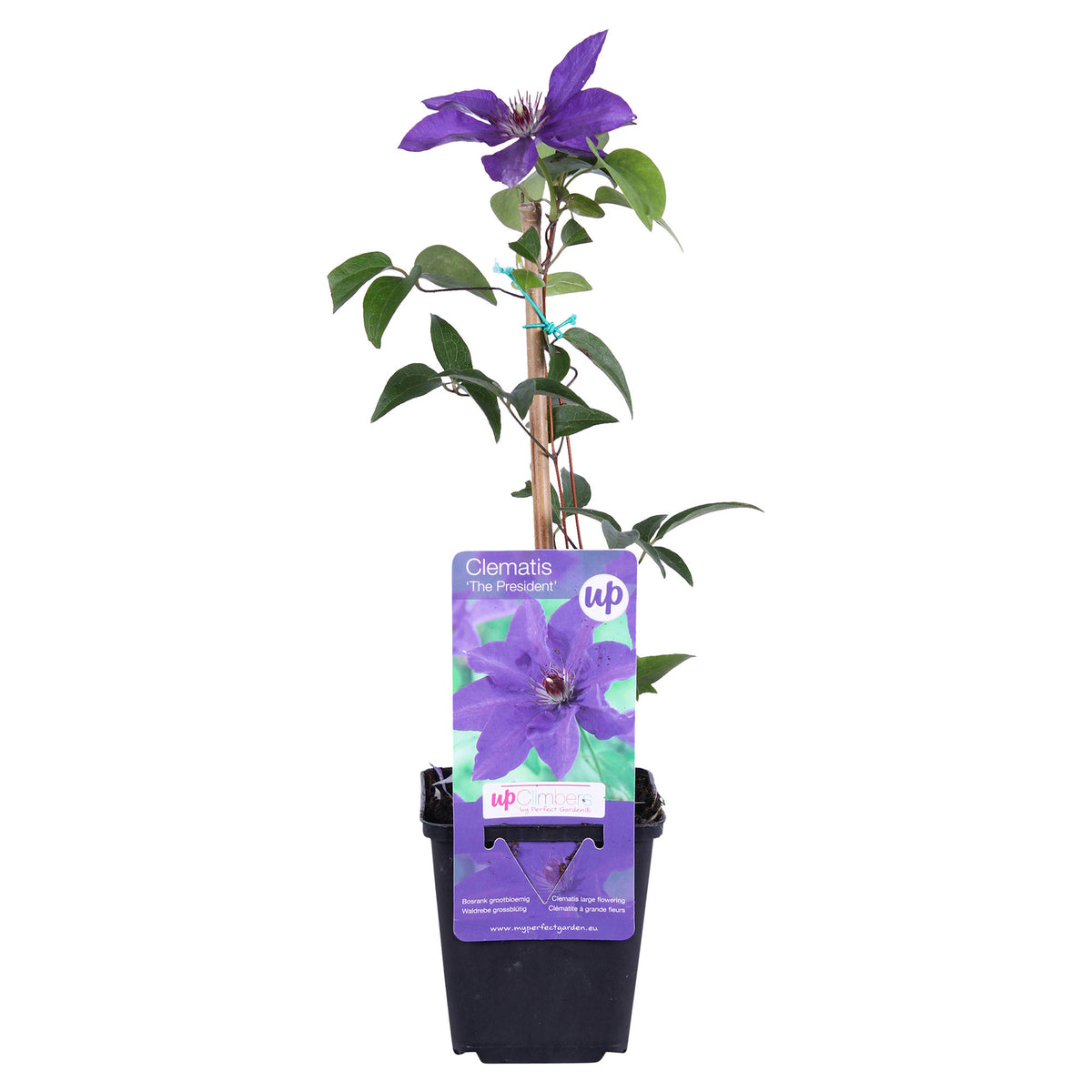 Clematis "The President", Purple - Hardy plant