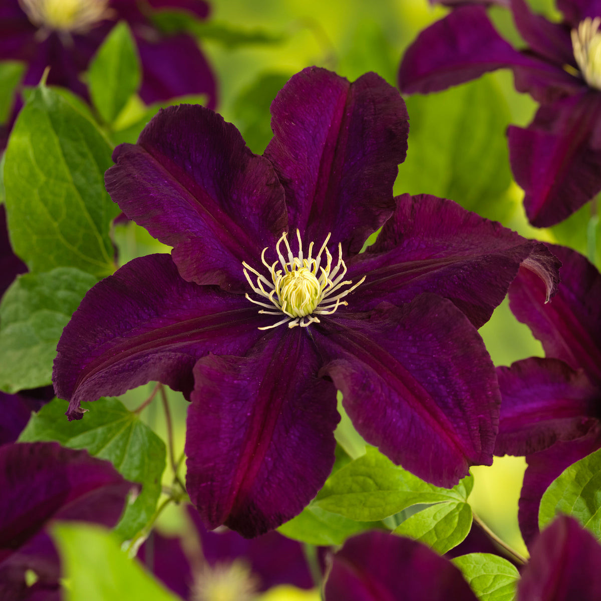 Clematis "Warszawska Nike", Purple - Hardy plant