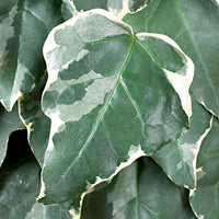 Ivy - Hardy plant