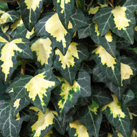 Ivy Hedera  - Hardy plant