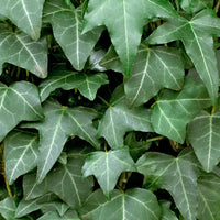 Ivy - Hardy plant