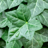 Ivy Hedera hibernica  - Hardy plant