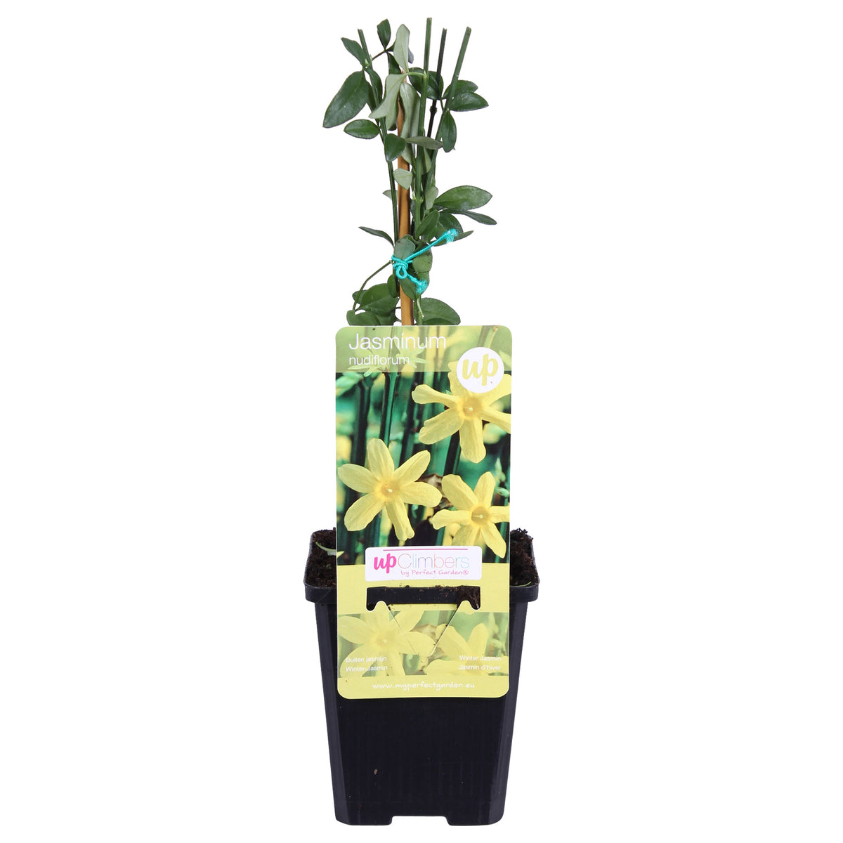 Winter Jasmine Jasminum nudiflorum Yellow - Hardy plant