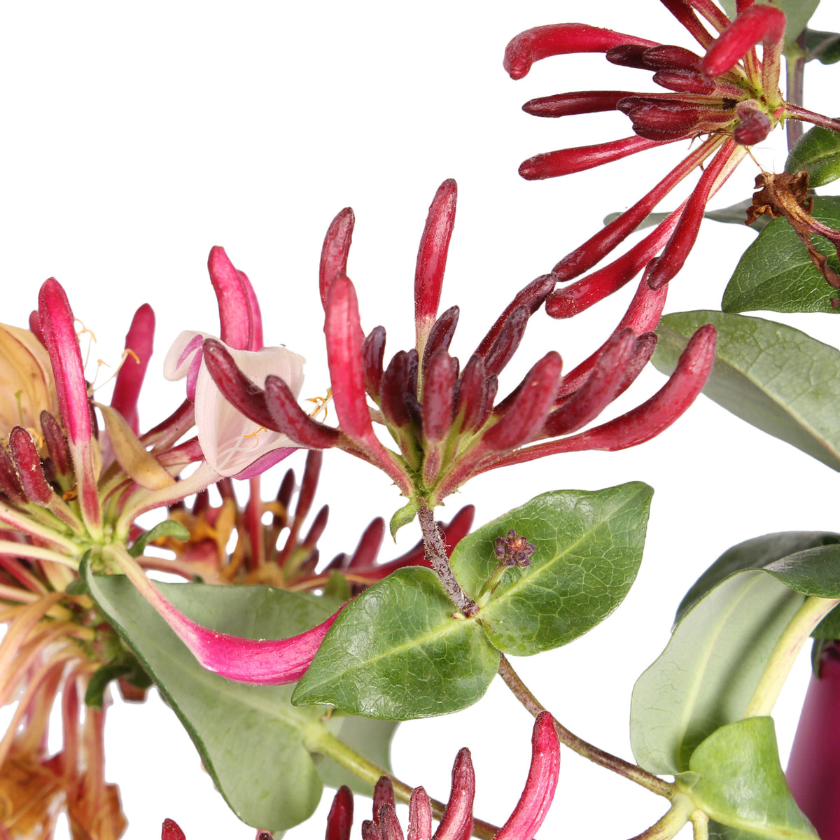 Honeysuckle Lonicera 'Copper Beauty' yellow-orange
